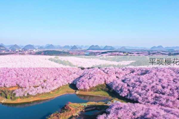 平坝樱花