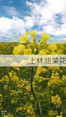 上林油菜花