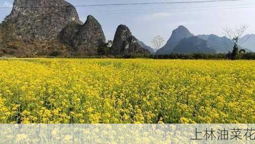 上林油菜花