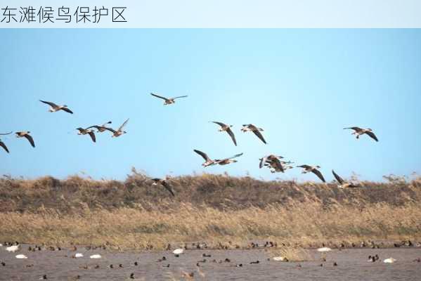 东滩候鸟保护区