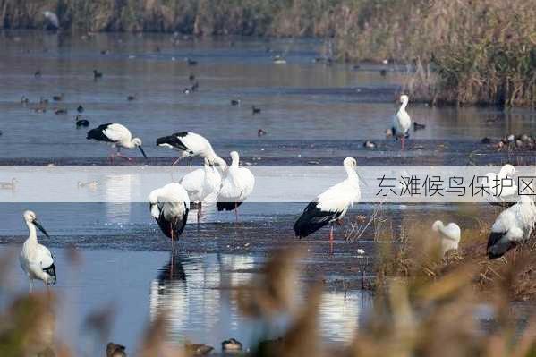 东滩候鸟保护区