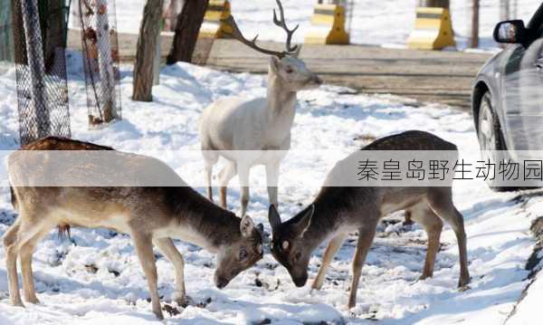 秦皇岛野生动物园