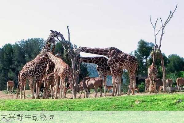 大兴野生动物园