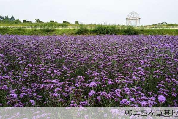 郫县薰衣草基地