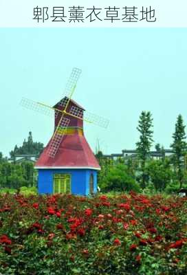 郫县薰衣草基地