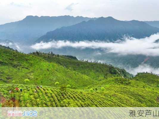 雅安芦山