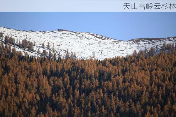 天山雪岭云杉林